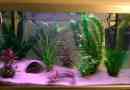 Axolotl